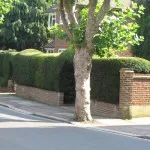 hedge trimming 1