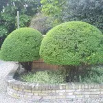 shaping shrubs/trees 4/topiary, Coombe