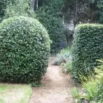 shaping shrubs and trees 1