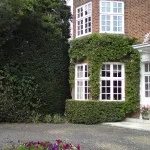 shaping hedge and plants
