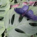 20150218_124128