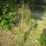 my juniperus 